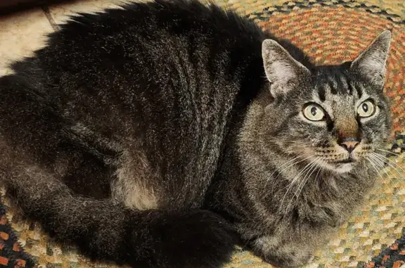 Lost 14-Year-Old Cat: Rita Lane, Duncanville