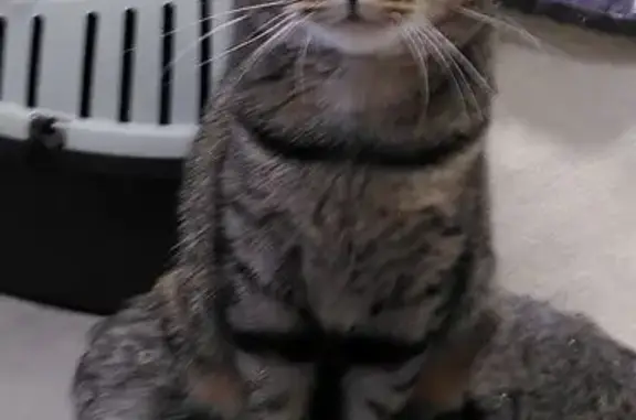 Chat perdu, Pirey, photo: Chatte tigrée perdue, câline, Pirey