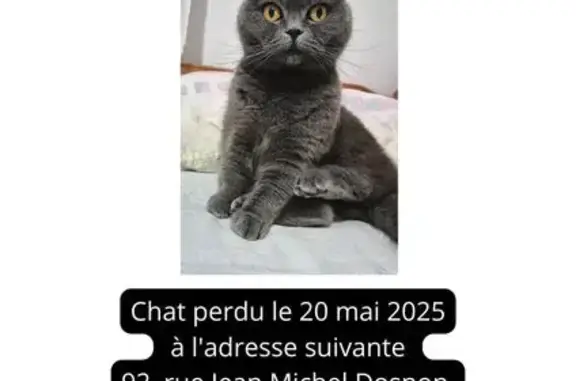 Chat perdu à Auxerre depuis le 20 mai - photo