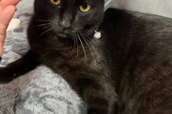Lost Black Cat Omar: Reward Offered!