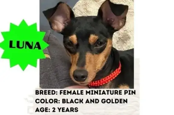 Lost Miniature Pinscher in El...