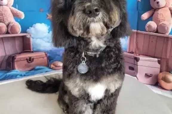 Lost Dog: Friendly Hades in Blacktown