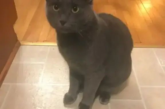 Lost Gray Cat Theo: Help Bring...