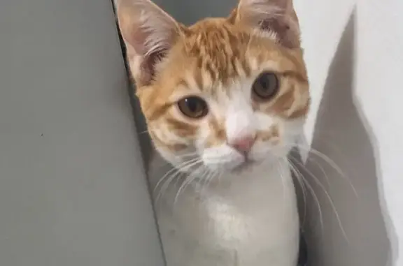 Lost Cat: Ginger, White Undercoat, CT
