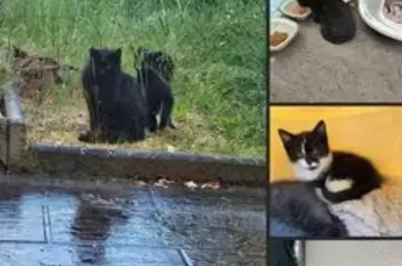 Chat trouvé Montigny-lès-Metz, photo: Chatons et maman abandonnés à Montigny