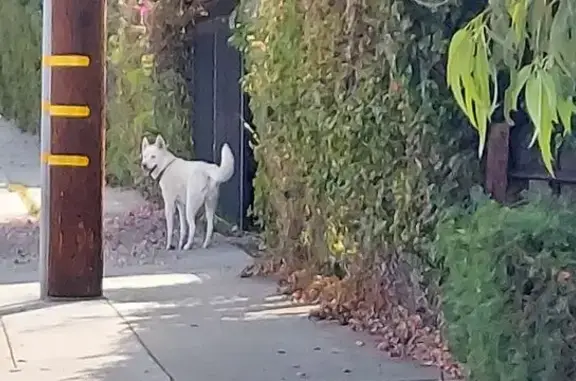 Found Sled Dog on Ford St, Corona
