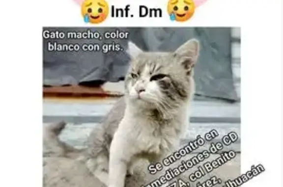 Gato Gris y Blanco Rescatado en Neza