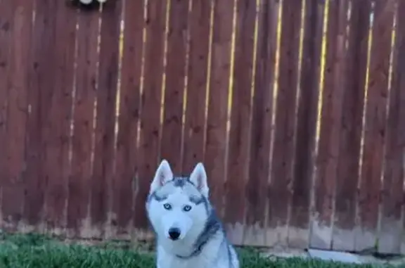 Lost Dog: White/Black, Blue Eyes, Houston