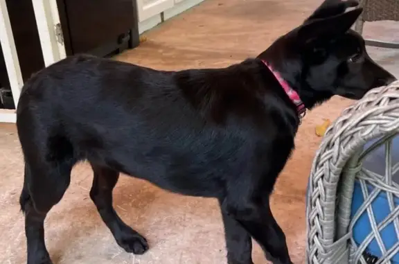 Lost Dog in Homestead: SW 129t...