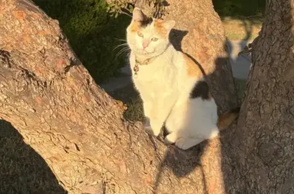 Lost Calico Cat: Green Collar,...