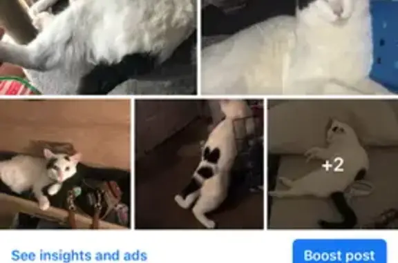 Lost: White Cat, Black Spots -...
