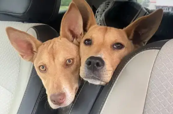 Found: Young Female Dogs on Sayles Rd