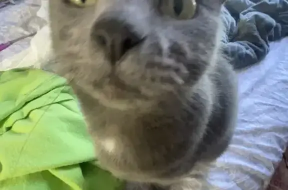 Lost Gray Cat: Friendly, White...