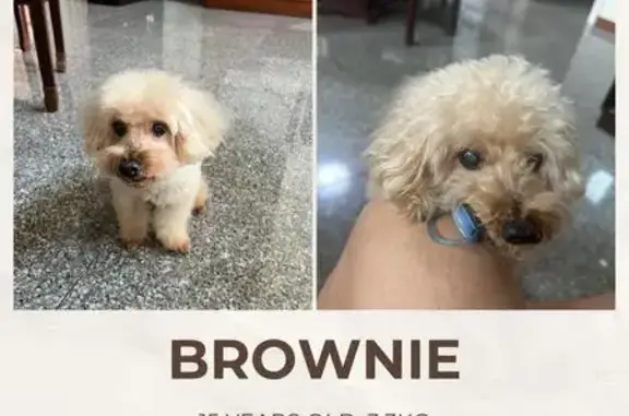 Lost Senior Dog: Cream Fur, Springside Dr