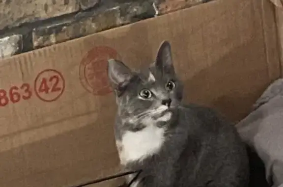 Lost Silver Grey Cat: Avenue E...