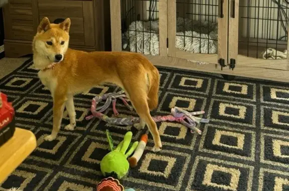 Lost Timid Dog Sheba in Niles,...