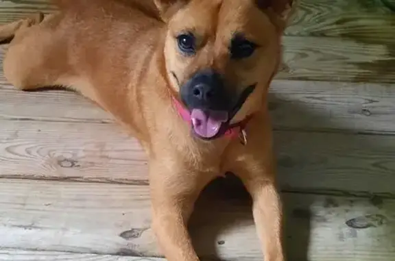 Lost Puppy: Red Coat, White-Ti...