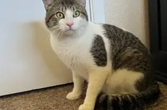 Lost Cat: Green Eyes, Striped...