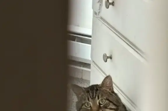 Lost Tabby: Green Eyes, Blue C...