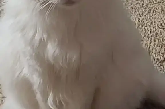 Lost Cat: White, Odd-Eyed, Red...