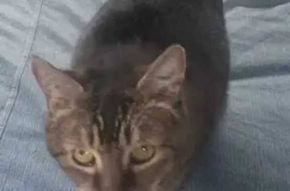 Lost: Sweet 14-Year-Old Cat in...
