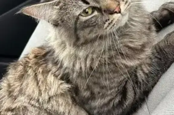 Help Find Our Lost Cat in Bost...