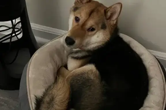 Lost Shiba Inu: Brown/Black, O...