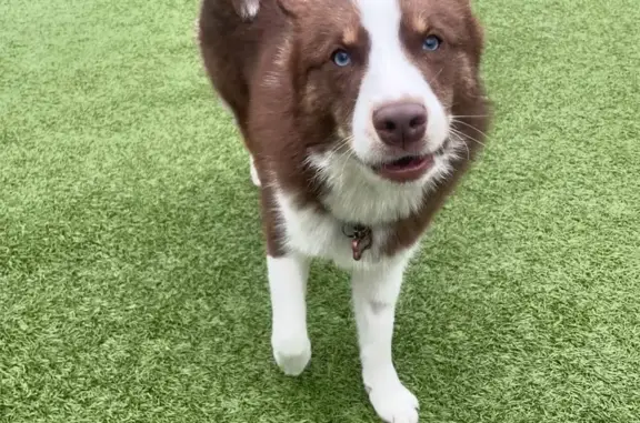 Lost Mini Husky: Blue Eyes on...