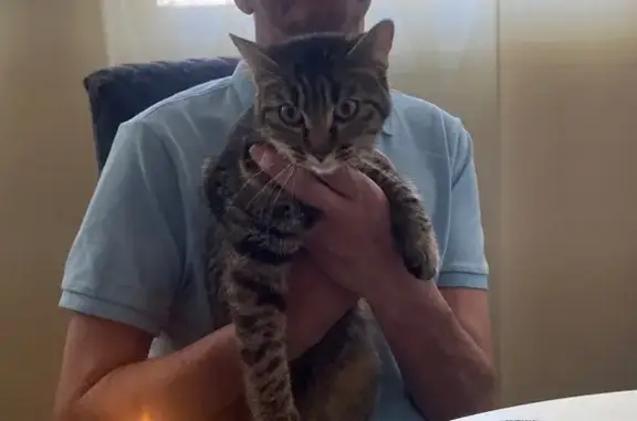 Animaux perdus Tarbes, photo: Chatte tigrée perdue à Tarbes : 