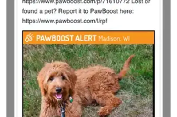Found: Friendly Golden Doodle on Brooks St