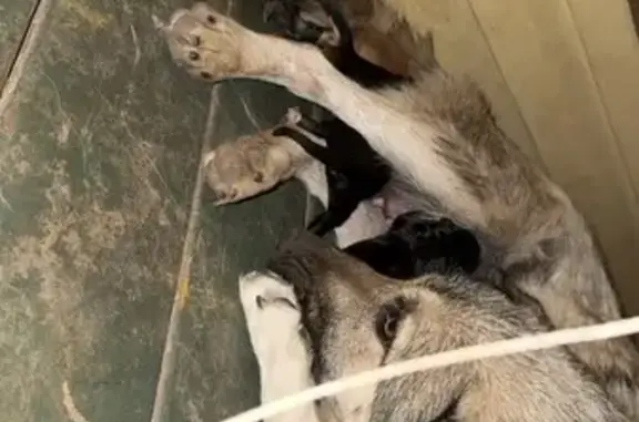 Lost: Sassy's 5-Week-Old Pups in Alabama