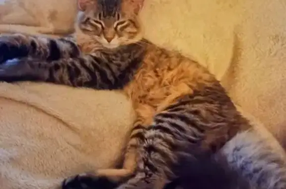 Lost Cat Near FM 2305 Trail, T...
