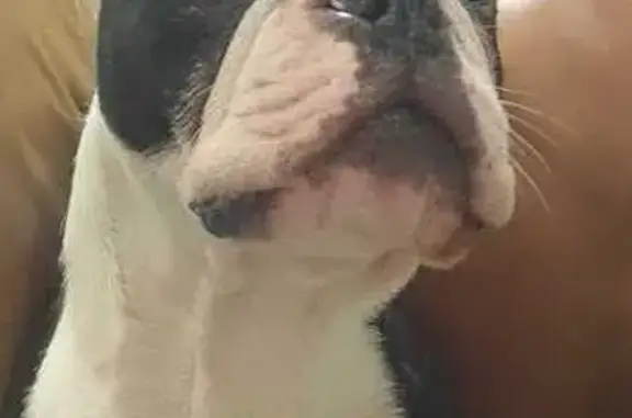 ¡Ayuda! Boston Terrier perdido en CDMX