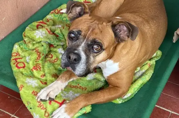 Perro Perdido en Héroes, Monterrey: Patitas Blancas