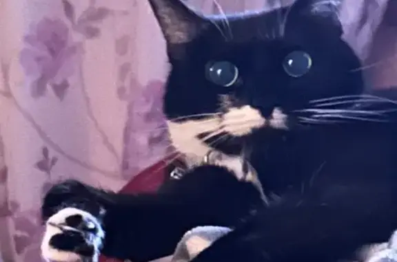 Lost Tuxedo Tabby Cat on Crawford Dr