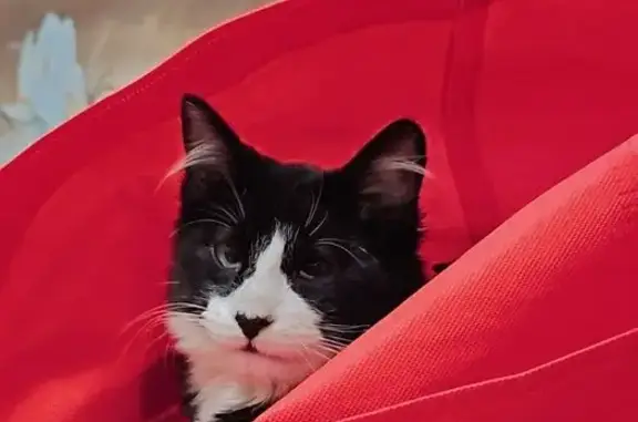 ¡Ayuda! Gato Peluso perdido en San Nicolás