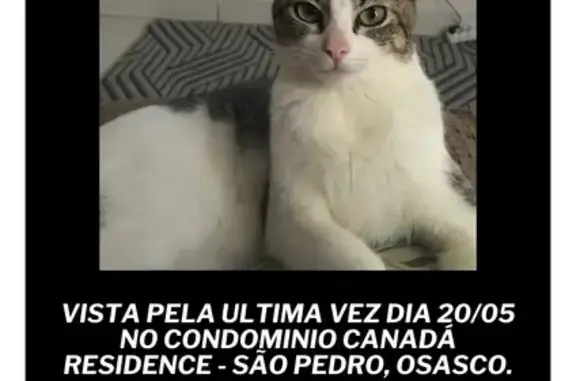 gato desaparecida