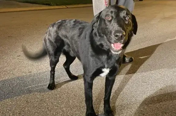 Found Black Lab: Alton Darby Creek Rd