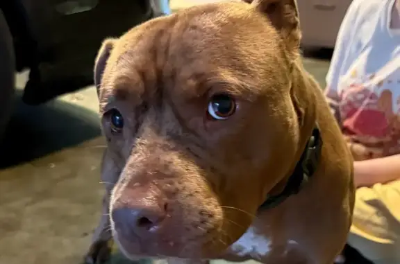 Found Friendly Pitbull on Prince Frederick
