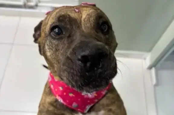 cachorro encontrada