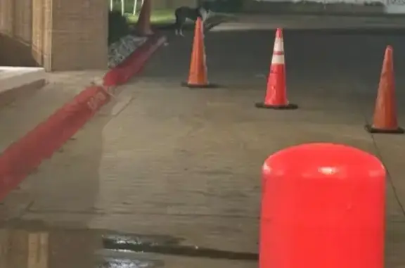 Young Dog Found Near JPS, Fort Worth