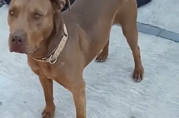 Perra Pit Bull Perdida: Lucy en Ixtapaluca