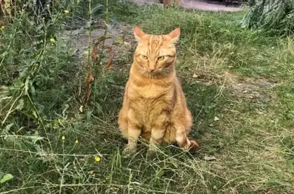 Animaux perdus Reims, photo: Chat roux tigré perdu à Reims