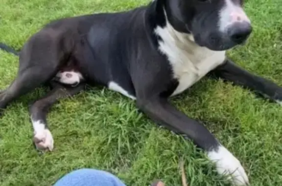Lost Dog Near 1033 N 76th E Ave, Tulsa