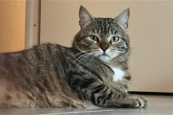 Animaux perdus Toulouse, photo: Chat perdu Toulouse Nord, Croix bénite