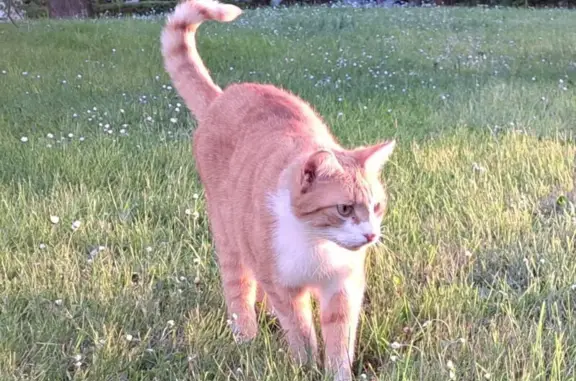 Animaux perdus Viroflay, photo: Chat perdu : Européen roux et blanc, Viroflay