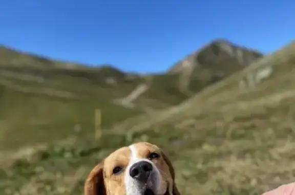 Chien tricolore perdu à Voutré - photo