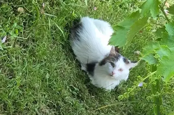 Animaux trouvés , photo: Chatte blanche et grise trouvée à Belvédère