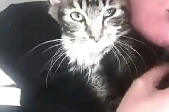 Help Find Honey: Lost Tabby Ragdoll Cat