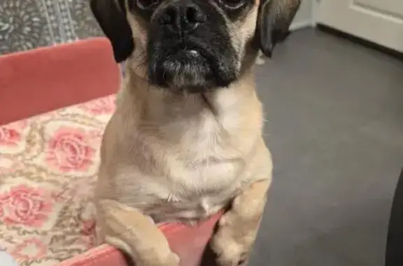Lost Friendly Fawn Dog in Orchard Turn